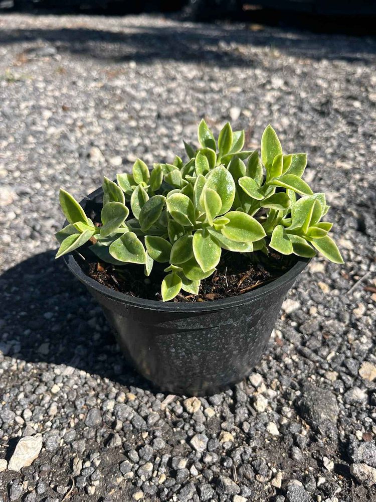 aptenia-cordifolia-variegata-baby-sunrose-variegated