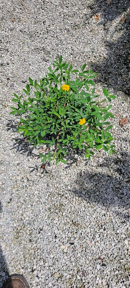 arachis-glabrata-ecoturf-golden-ornamental-peanut-perennial-peanut