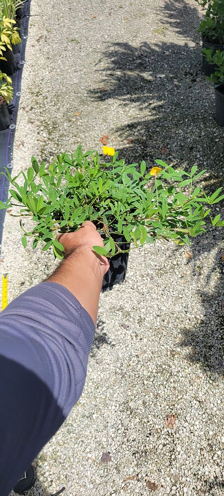 arachis-glabrata-ecoturf-golden-ornamental-peanut-perennial-peanut