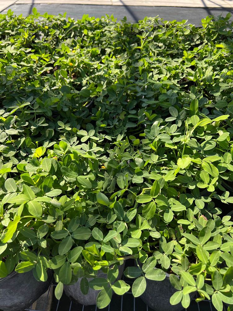 arachis-glabrata-florigraze-golden-ornamental-peanut-perennial-peanut