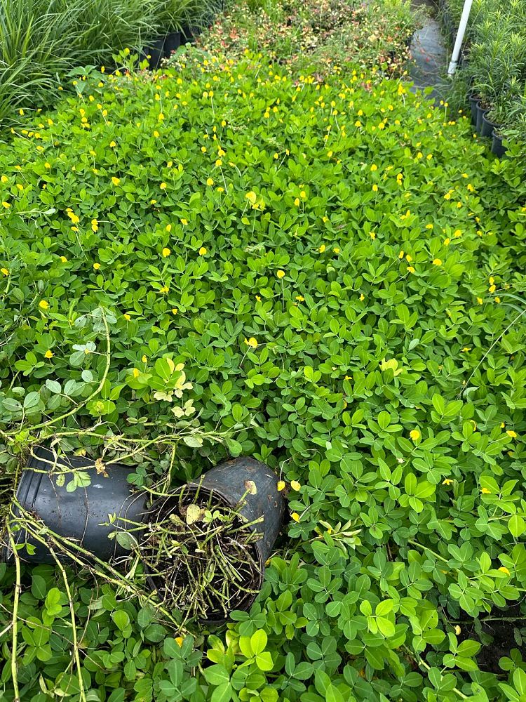 arachis-glabrata-golden-glory-golden-ornamental-peanut-perennial-peanut