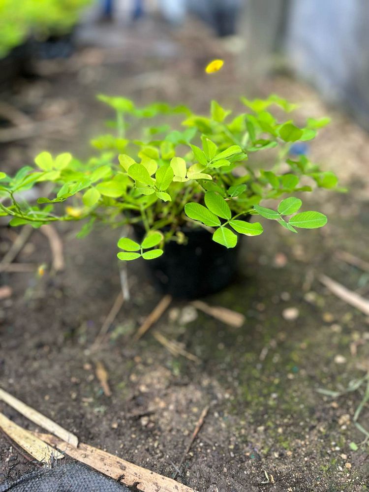 arachis-glabrata-golden-ornamental-peanut-perennial-peanut