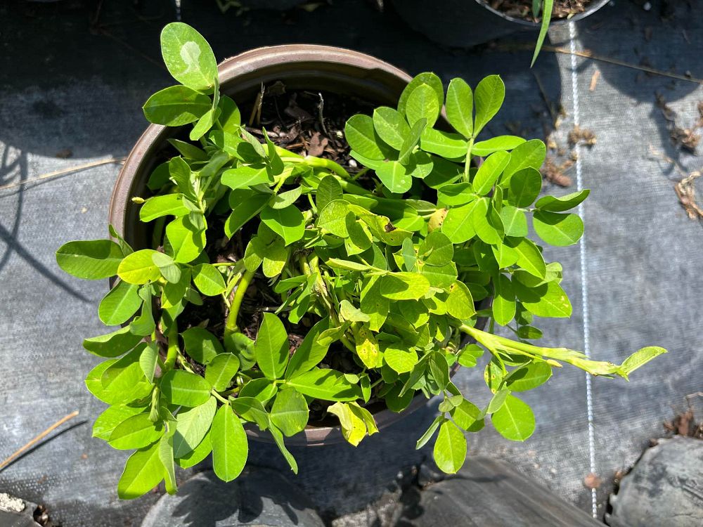 arachis-glabrata-golden-ornamental-peanut-perennial-peanut