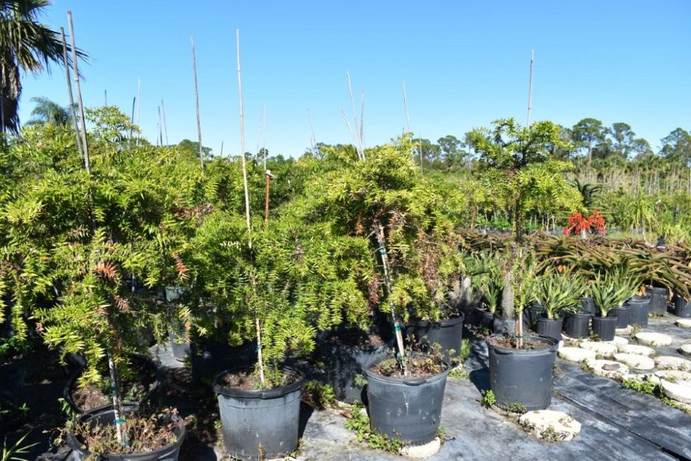 araucaria-bidwillii-monkey-puzzle