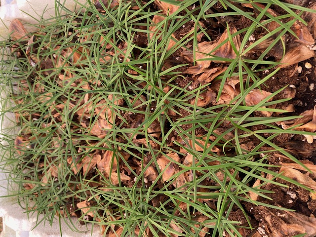 araucaria-columnaris-new-caledonia-pine