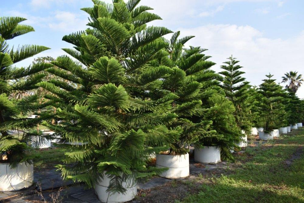 araucaria-heterophylla-norfolk-island-pine-araucaria-excelsa