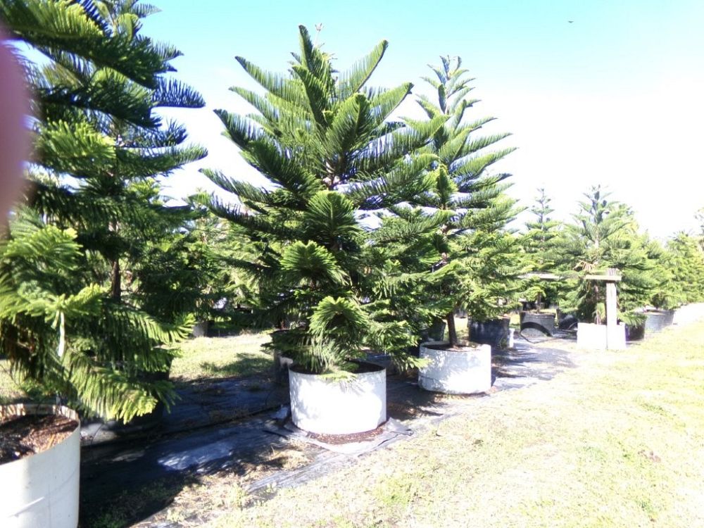 araucaria-heterophylla-norfolk-island-pine-araucaria-excelsa