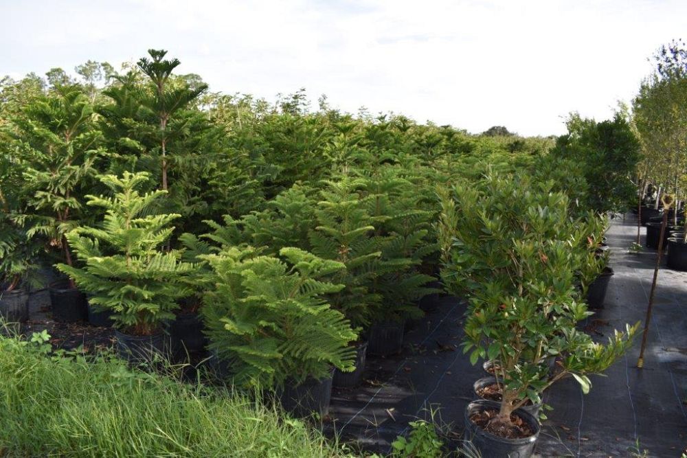 araucaria-heterophylla-norfolk-island-pine-araucaria-excelsa