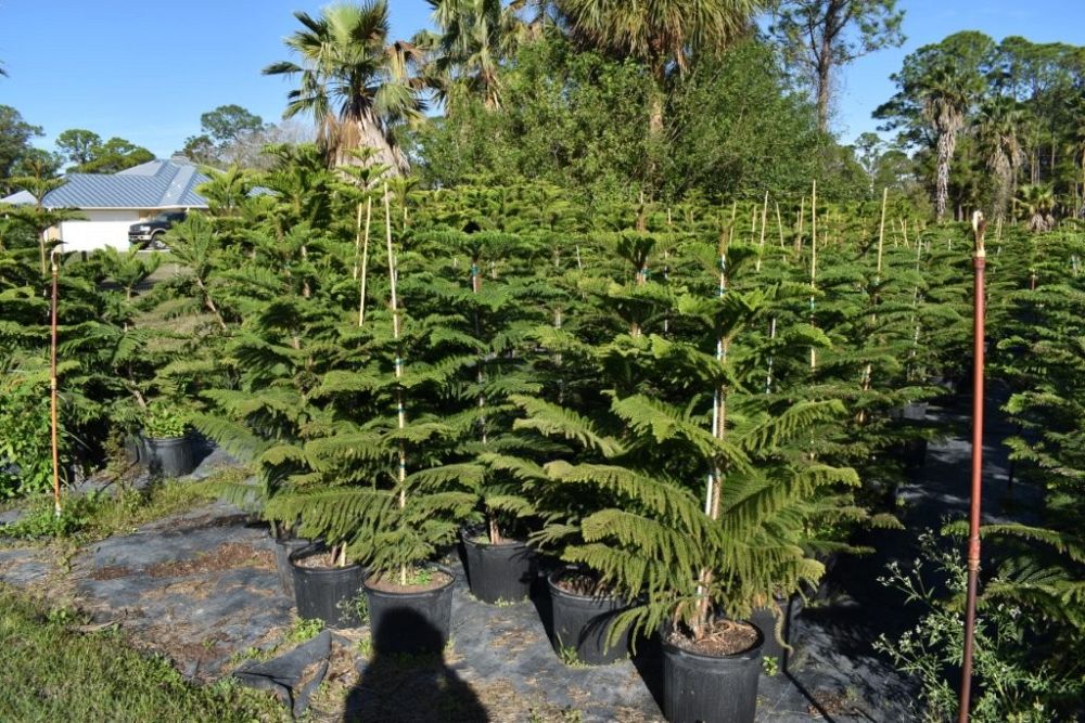 araucaria-heterophylla-norfolk-island-pine-araucaria-excelsa