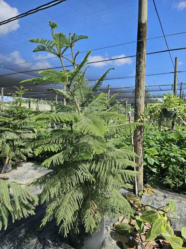 araucaria-heterophylla-norfolk-island-pine-araucaria-excelsa