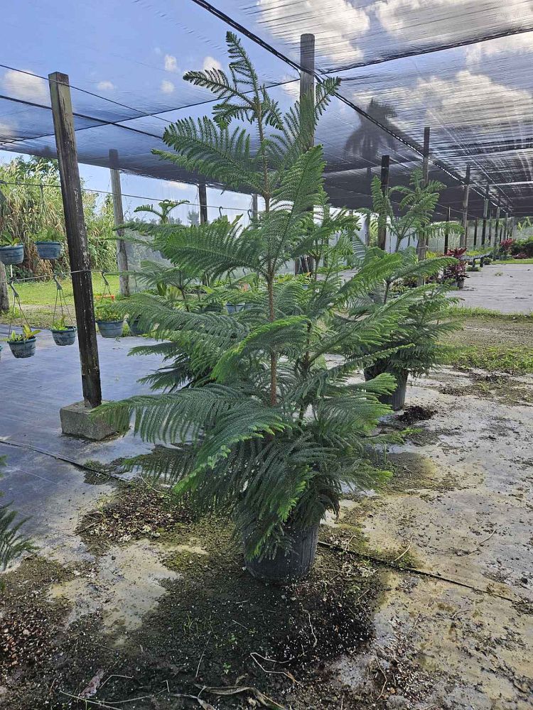 araucaria-heterophylla-norfolk-island-pine-araucaria-excelsa