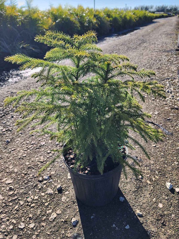 araucaria-heterophylla-norfolk-island-pine-araucaria-excelsa