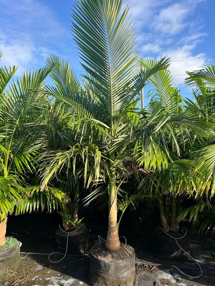 archontophoenix-alexandrae-king-alexander-palm