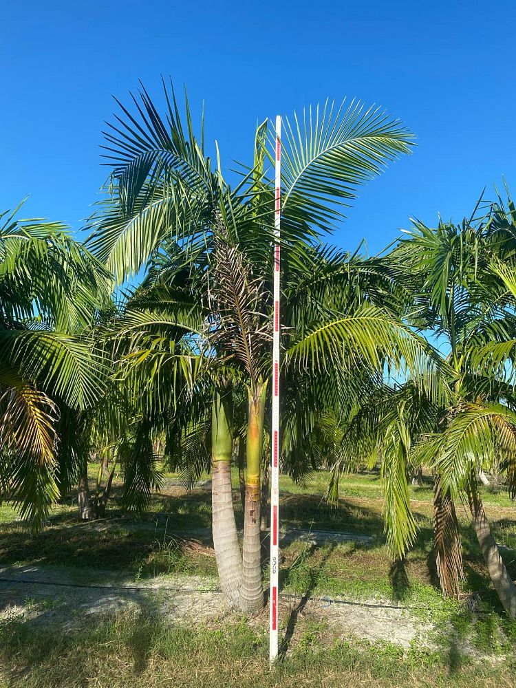 archontophoenix-cunninghamiana-piccabeen-palm