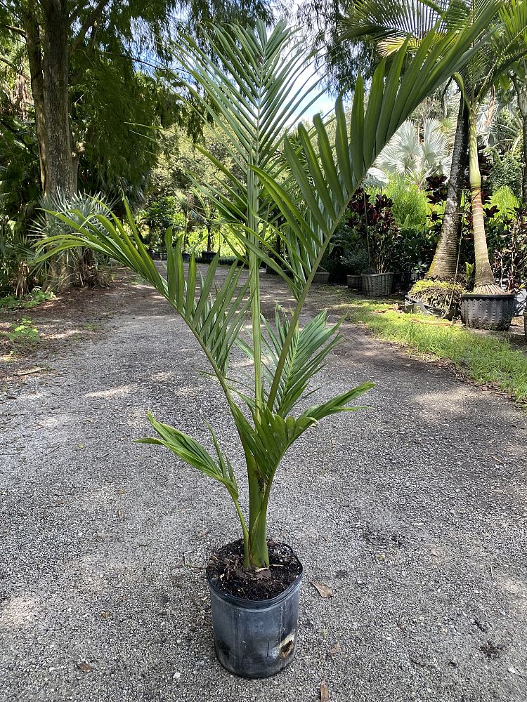 archontophoenix-cunninghamiana-piccabeen-palm