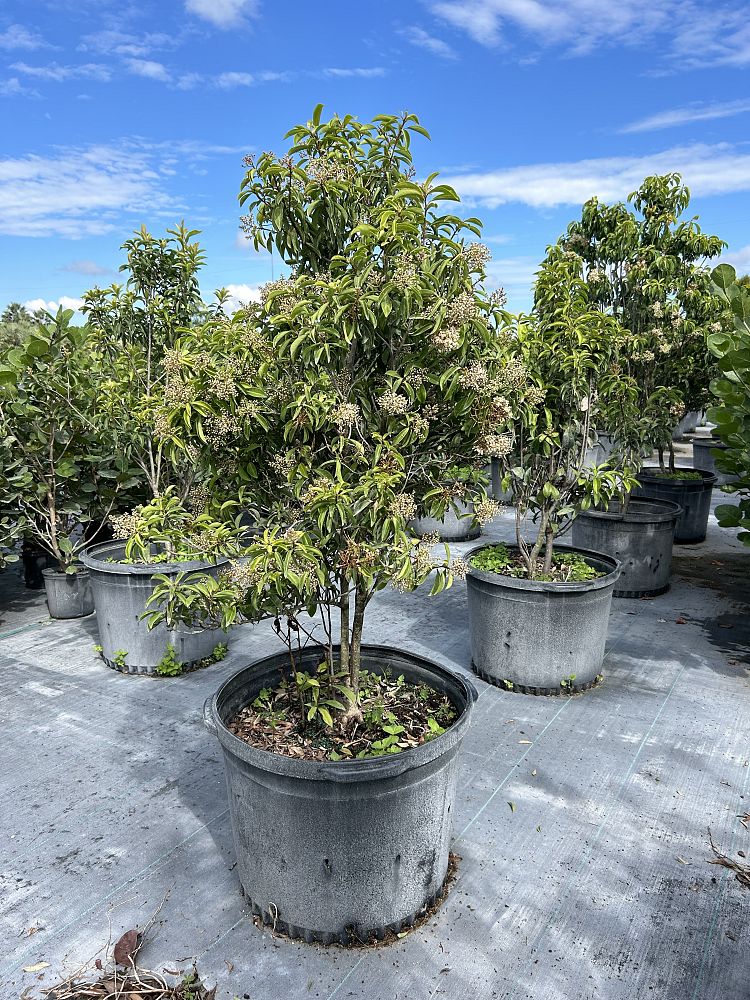 ardisia-escallonioides-marlberry