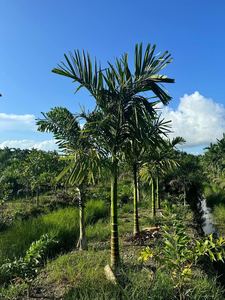 areca-catechu-betelnut-palm