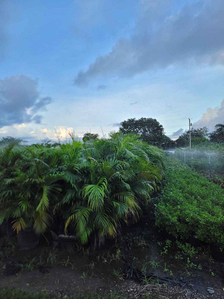 areca-catechu-betelnut-palm