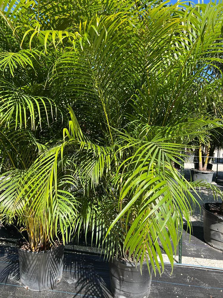 areca-costulata-palm