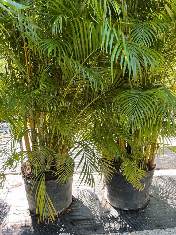 areca-costulata-palm