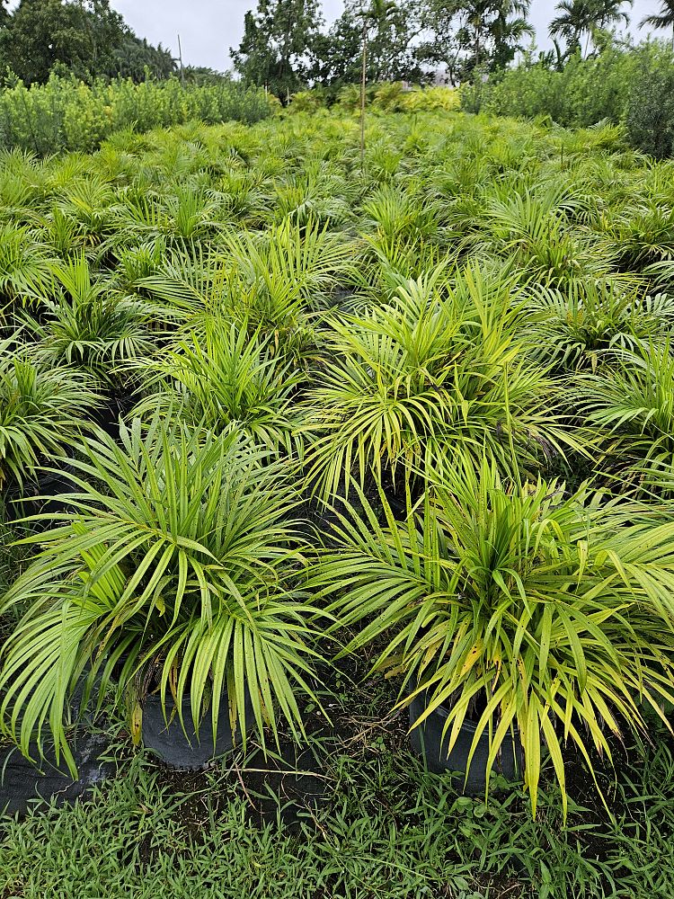 areca-costulata-palm