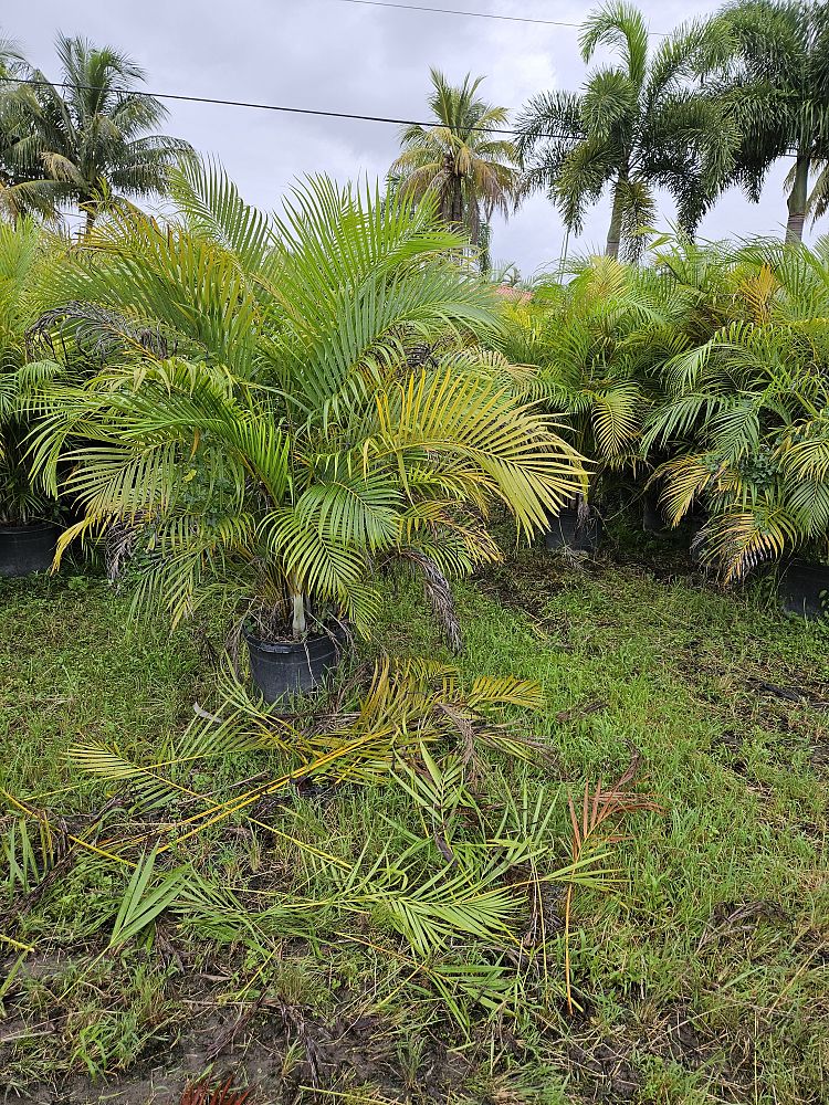 areca-costulata-palm