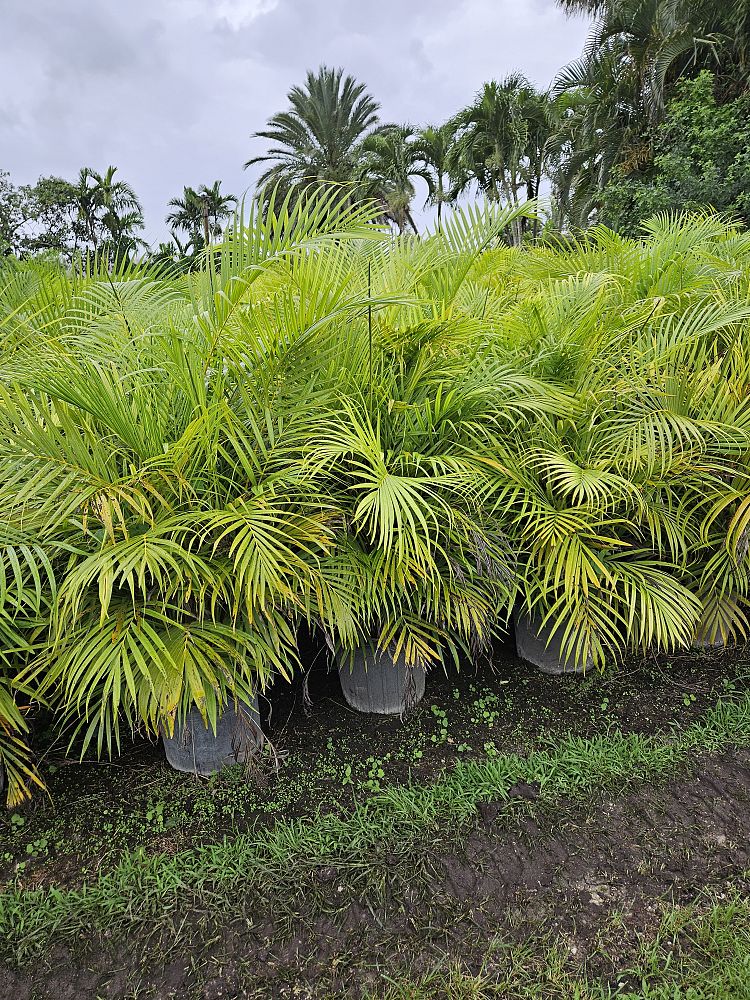 areca-costulata-palm