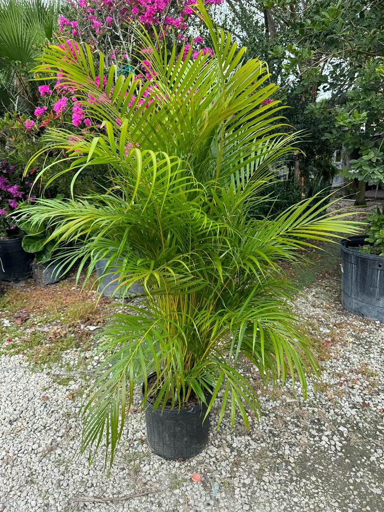 areca-costulata-palm