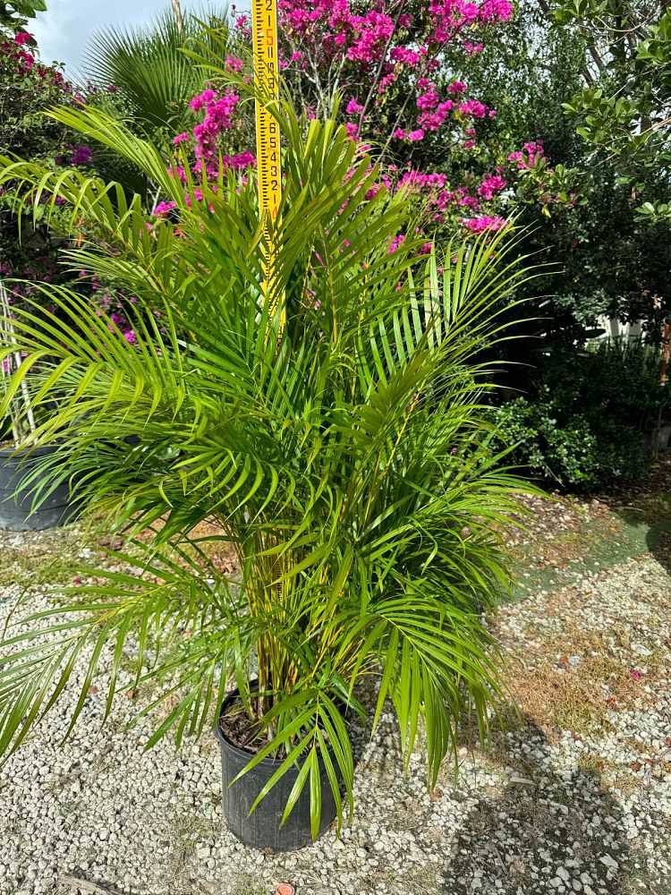 areca-costulata-palm