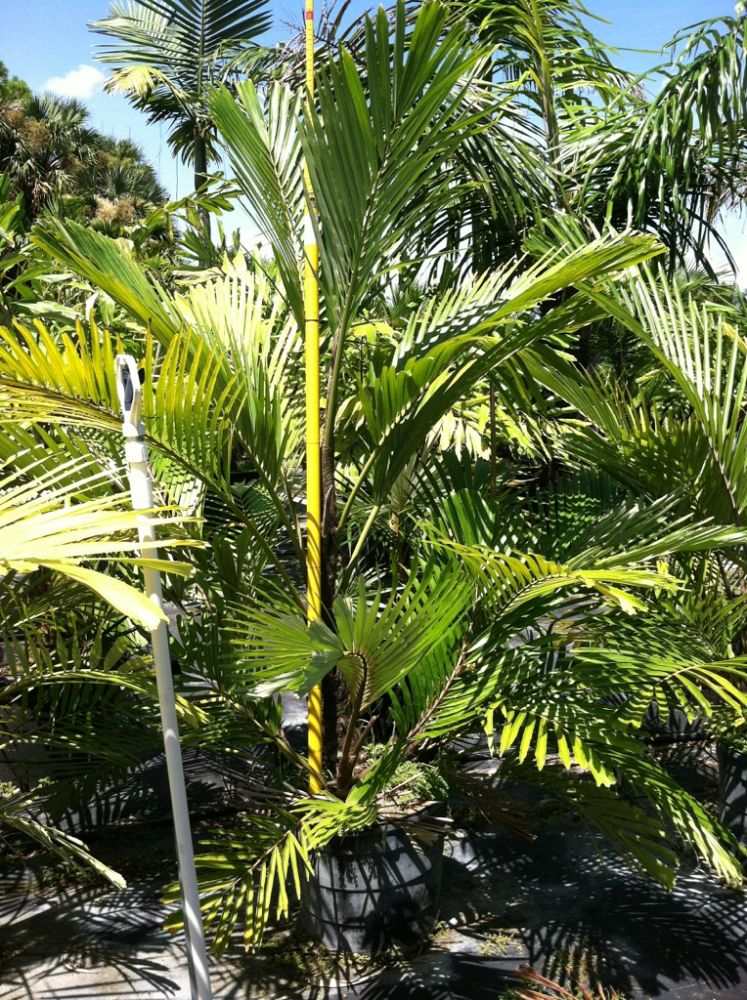 Arenga engleri, Dwarf Sugar Palm