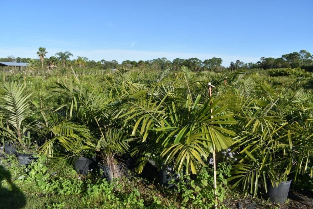 arenga-engleri-dwarf-sugar-palm-formosa-palm