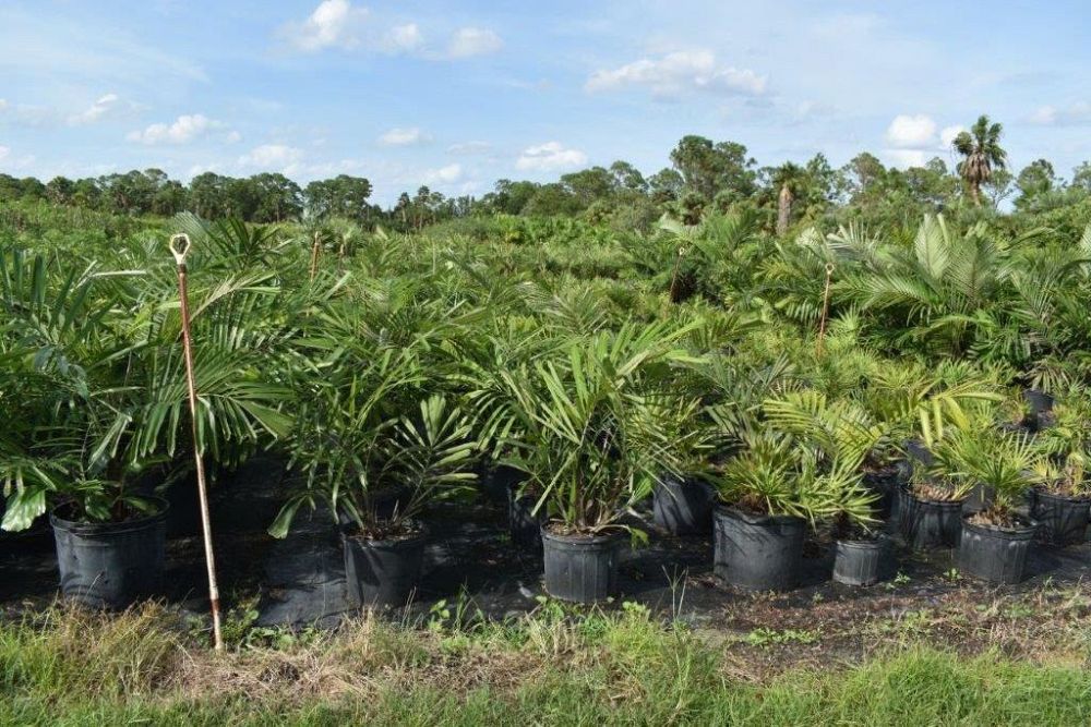 arenga-engleri-dwarf-sugar-palm-formosa-palm