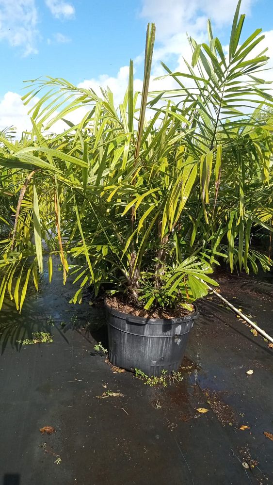 arenga-engleri-dwarf-sugar-palm-formosa-palm