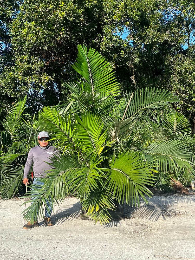 arenga-engleri-dwarf-sugar-palm-formosa-palm