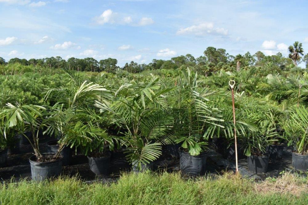 arenga-engleri-dwarf-sugar-palm-formosa-palm