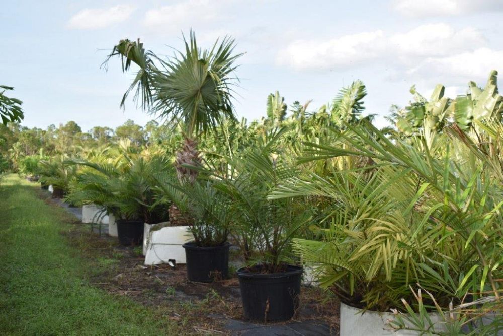 arenga-engleri-dwarf-sugar-palm-formosa-palm