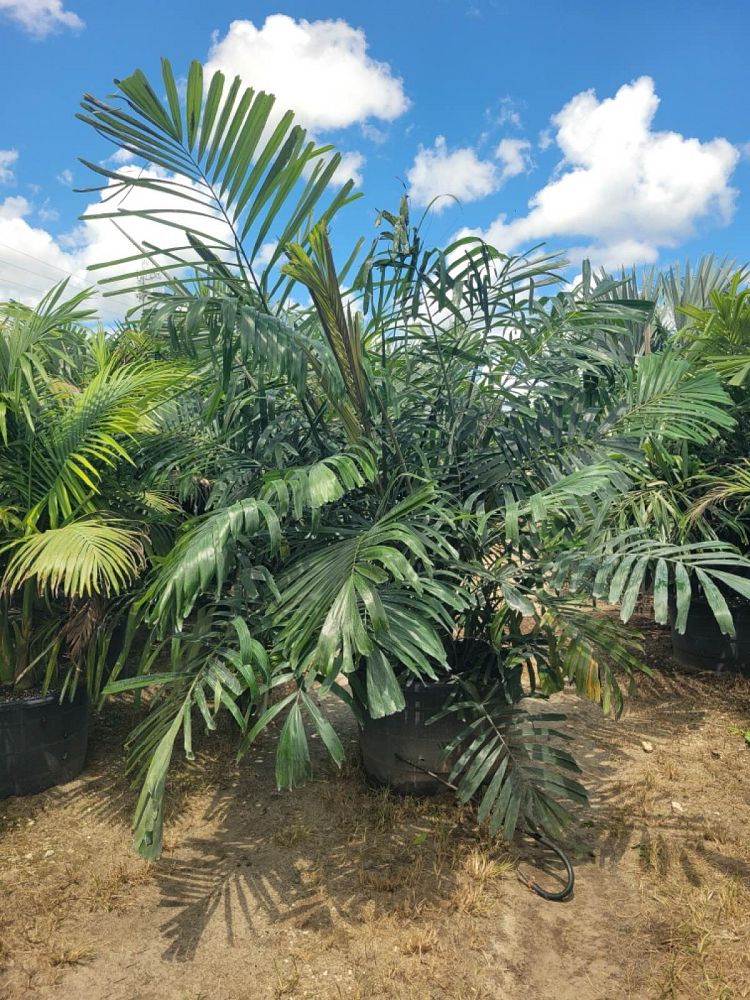 arenga-engleri-dwarf-sugar-palm-formosa-palm