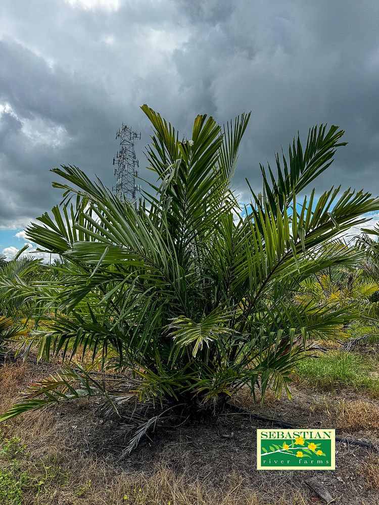 arenga-engleri-dwarf-sugar-palm-formosa-palm