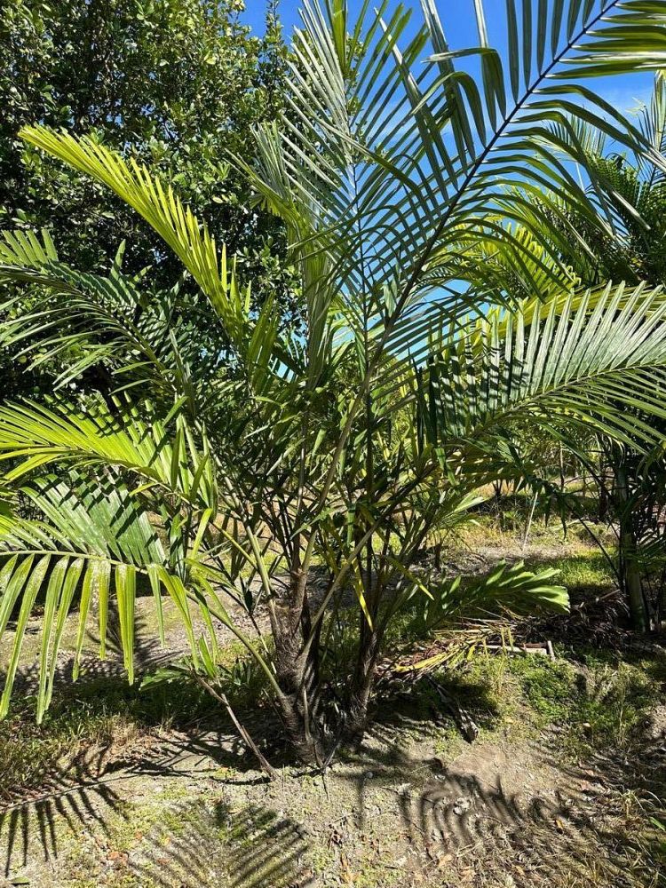 arenga-engleri-dwarf-sugar-palm-formosa-palm