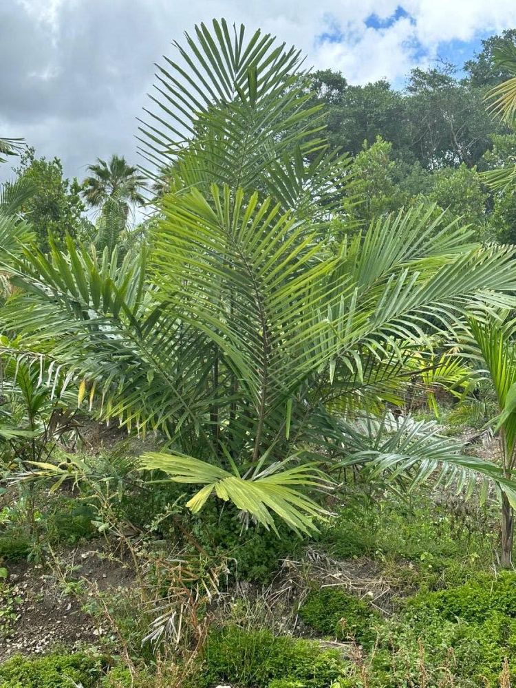 arenga-engleri-dwarf-sugar-palm-formosa-palm