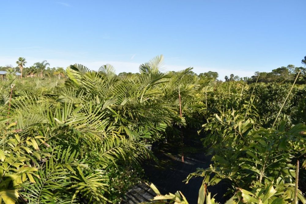 arenga-engleri-dwarf-sugar-palm-formosa-palm