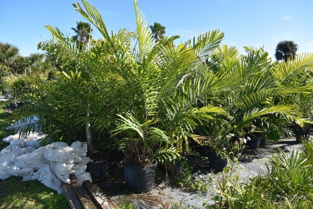 arenga-engleri-dwarf-sugar-palm-formosa-palm