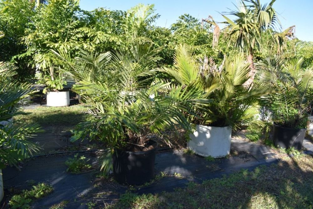 arenga-engleri-dwarf-sugar-palm-formosa-palm