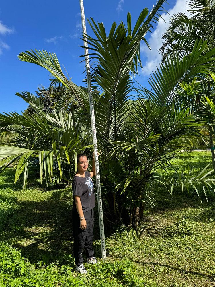 arenga-engleri-dwarf-sugar-palm-formosa-palm