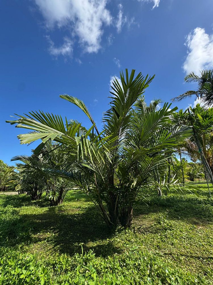 arenga-engleri-dwarf-sugar-palm-formosa-palm