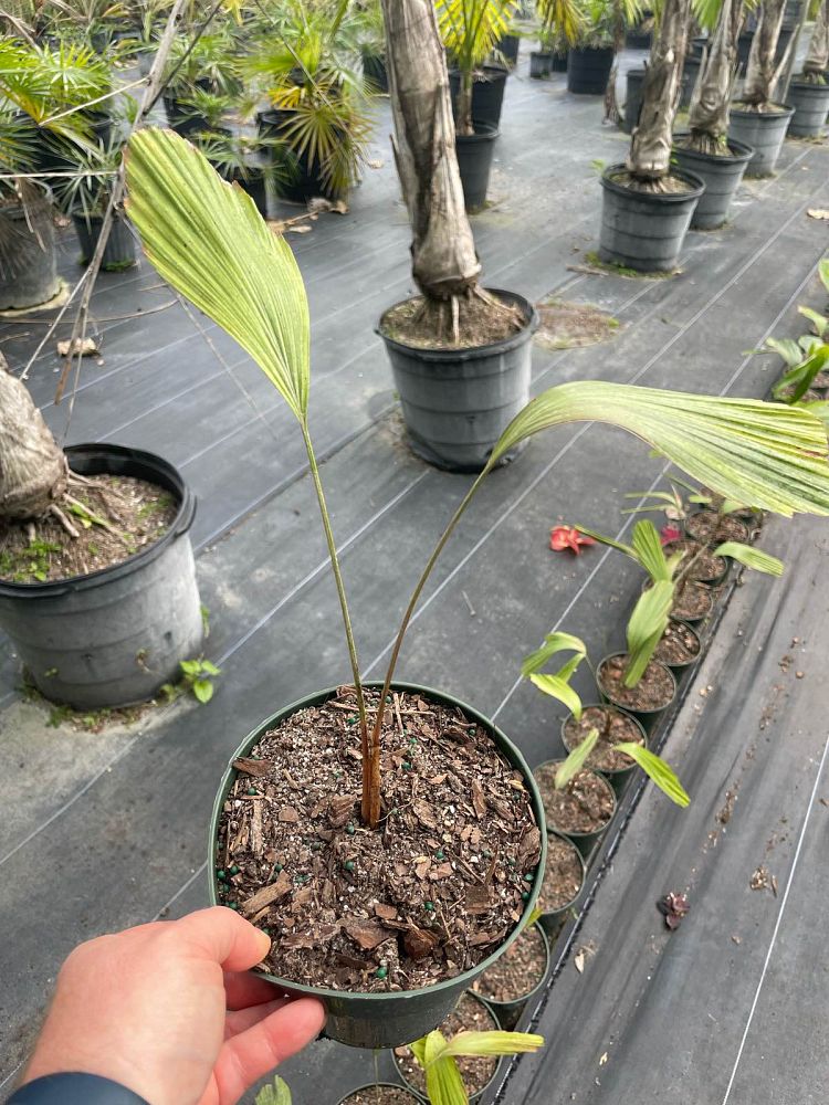 arenga-pinnata-sugar-palm