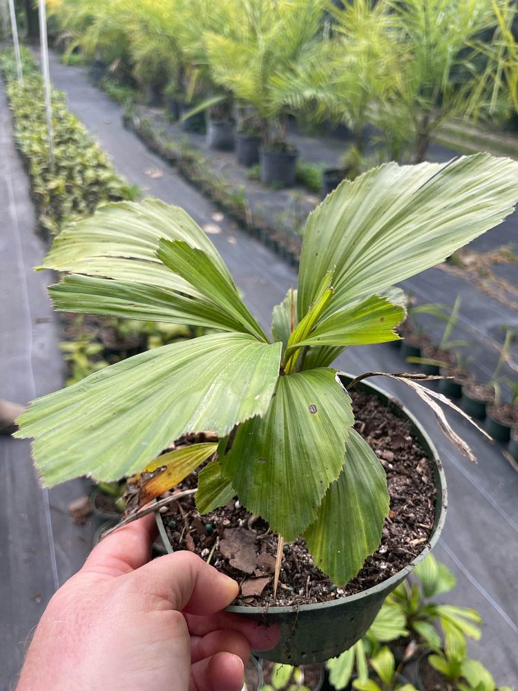 arenga-tremula-dwarf-sugar-palm