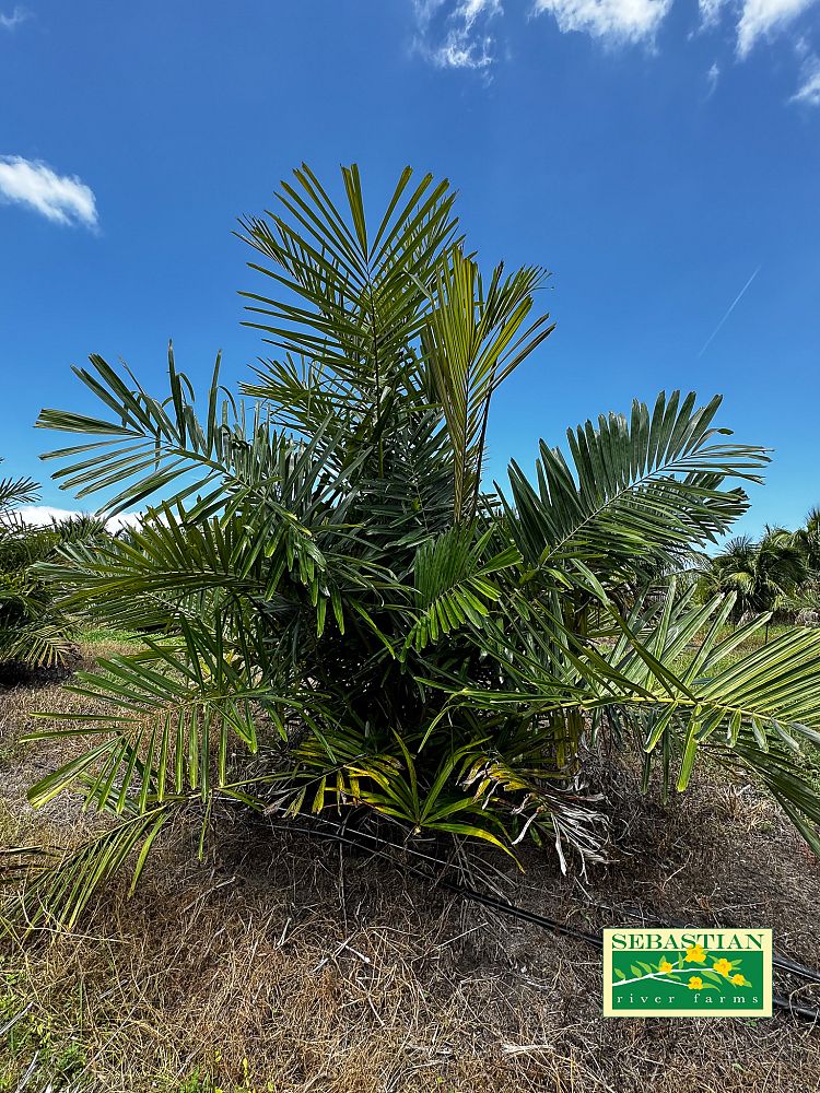 arenga-tremula-dwarf-sugar-palm