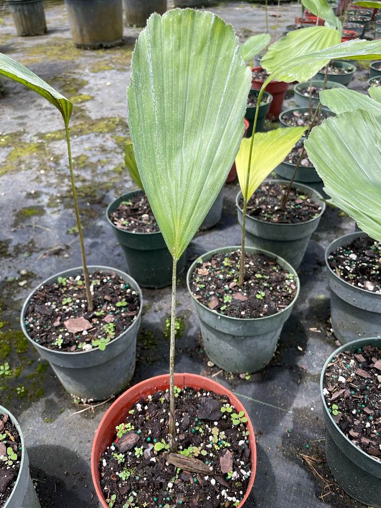 arenga-undulatifolia