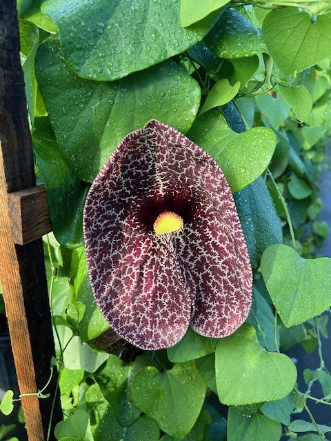 aristolochia-littoralis-calico-flower